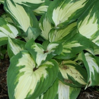 Hosta Christmas Candy